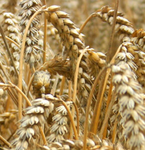 “Це катастрофа”: як харківські аграрії виживають в умовах війни та припинення зернової угоди